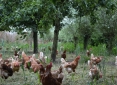kippen onder de boomgaard